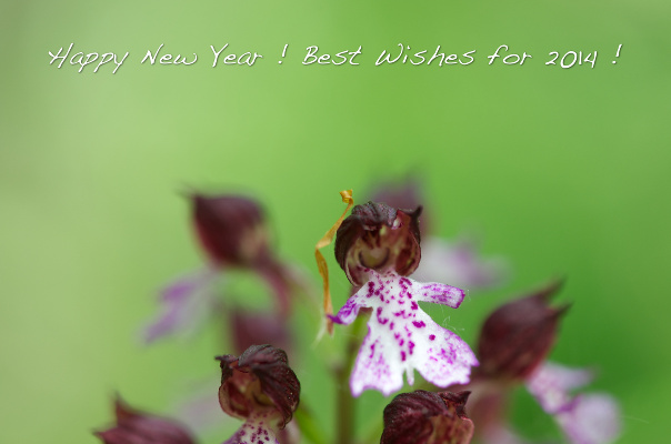 Happy New Year and Best Wishes for 2014